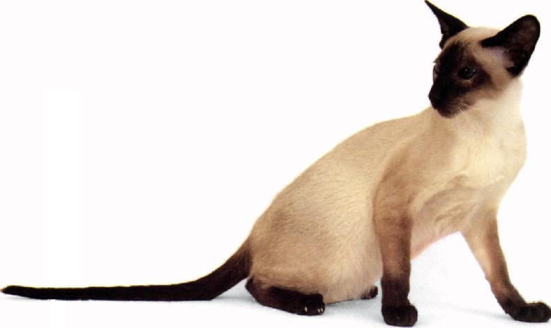 Siamese