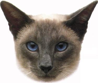 Snowshoe