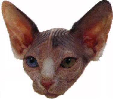 Sphynx