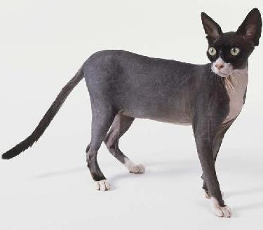 Sphynx