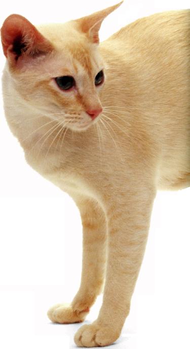 Tonkinese