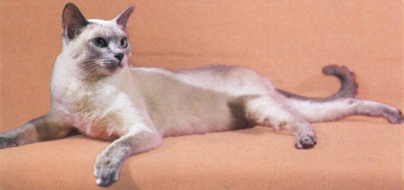 Tonkinese