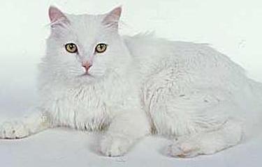 Cymric