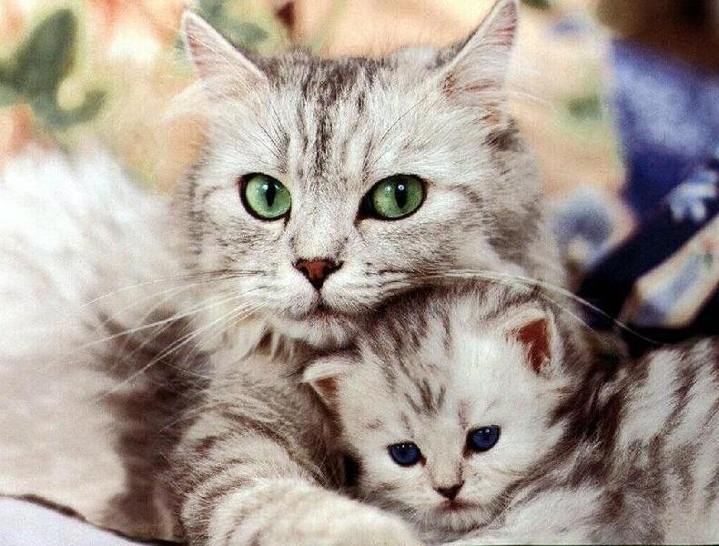 Le razze di gatti a pelo lungo