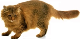 Angora chocolate tabby