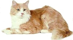 Angora turco bicolore