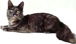 Angora turco nero
