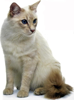 Balinese lilac tabby point