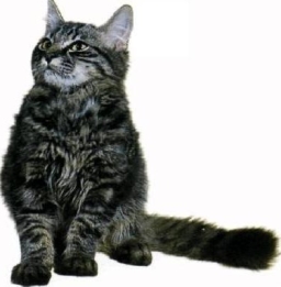 Gatto delle foreste Norvegiesi