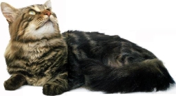 Maine coon brown tabby