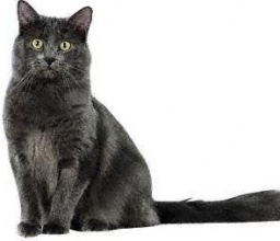Nebelung