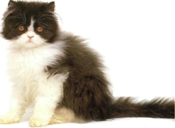 Persiano bicolore