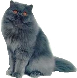 Persiano blu