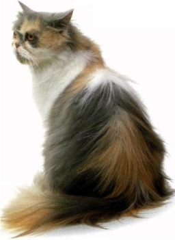 Persiano calico