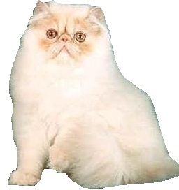 Persiano cammeo crema shaded