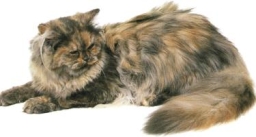 Persiano cammeo tortie