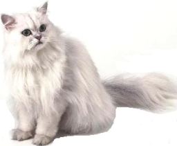 Persiano chinchilla