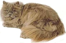 Persiano cioccolato