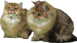 Persiano golden
