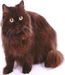 Persiano lilla