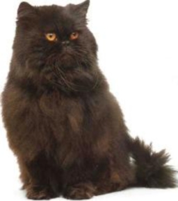 Persiano nero