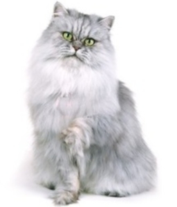 Persiano silver shaded