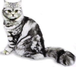 Persiano silver tabby