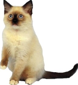 Ragdoll mitted chocolate point