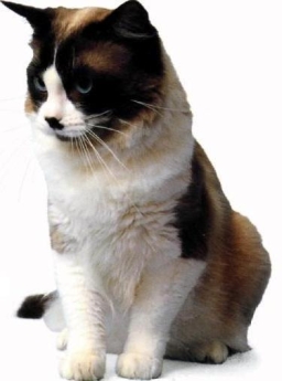 Ragdoll seal point bicolore