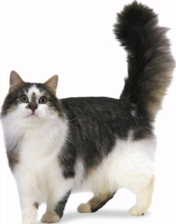 Siberiano