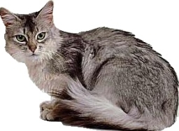 Somalo silver sorrel