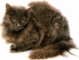 Tiffany/Chantilly