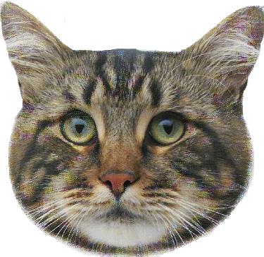 Maine coon