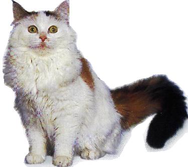 Maine coon
