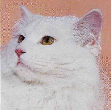 Maine coon