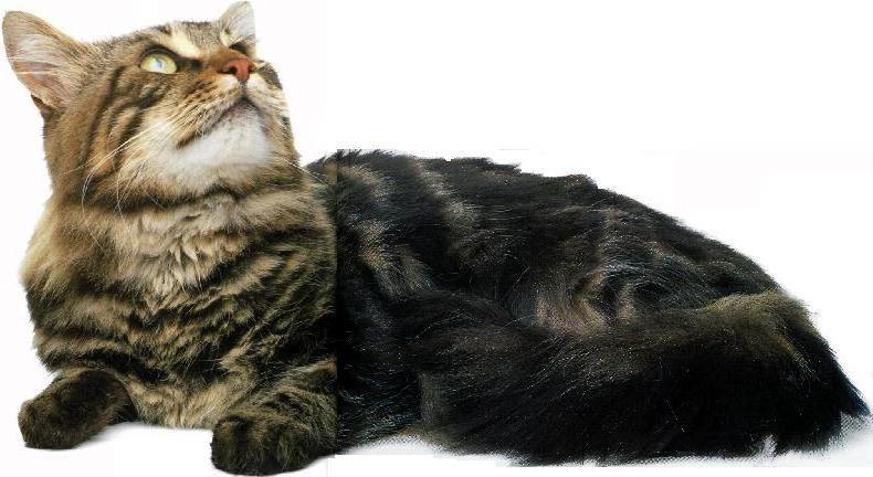 Maine coon