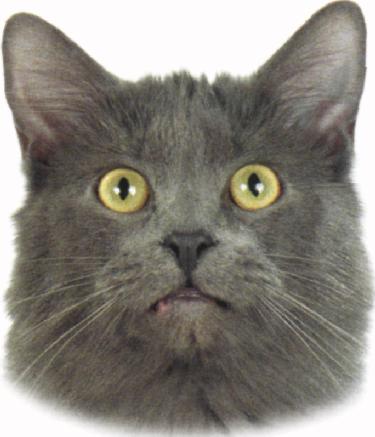 Nebelung