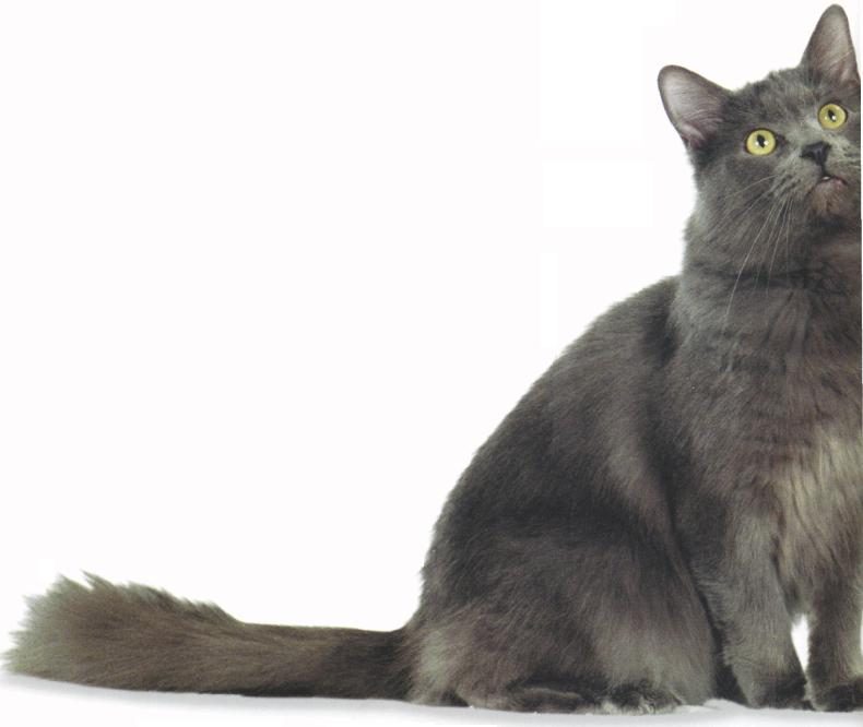 Nebelung