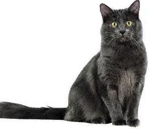 Nebelung