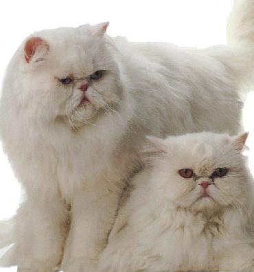 Persiano bianco