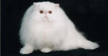 Persiano bianco
