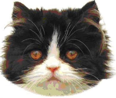Persiano bicolore