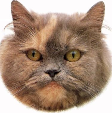 Persiano blu crema