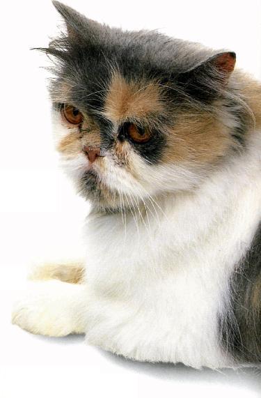 Persiano calico