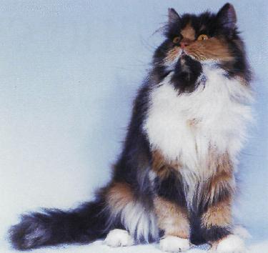 Persiano calico