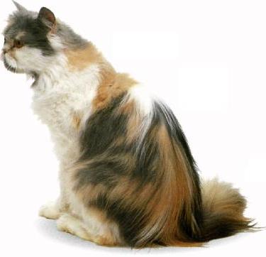 Persiano calico