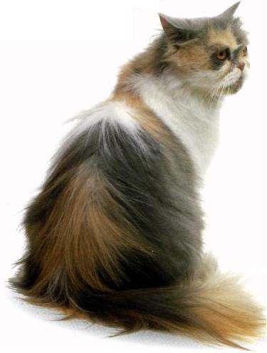 Persiano calico