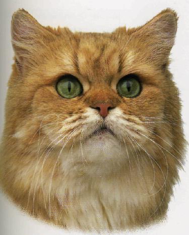 Persiano golden