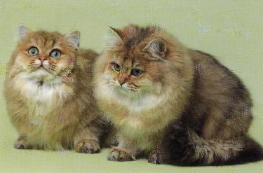 Persiano golden