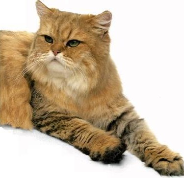 Persiano golden